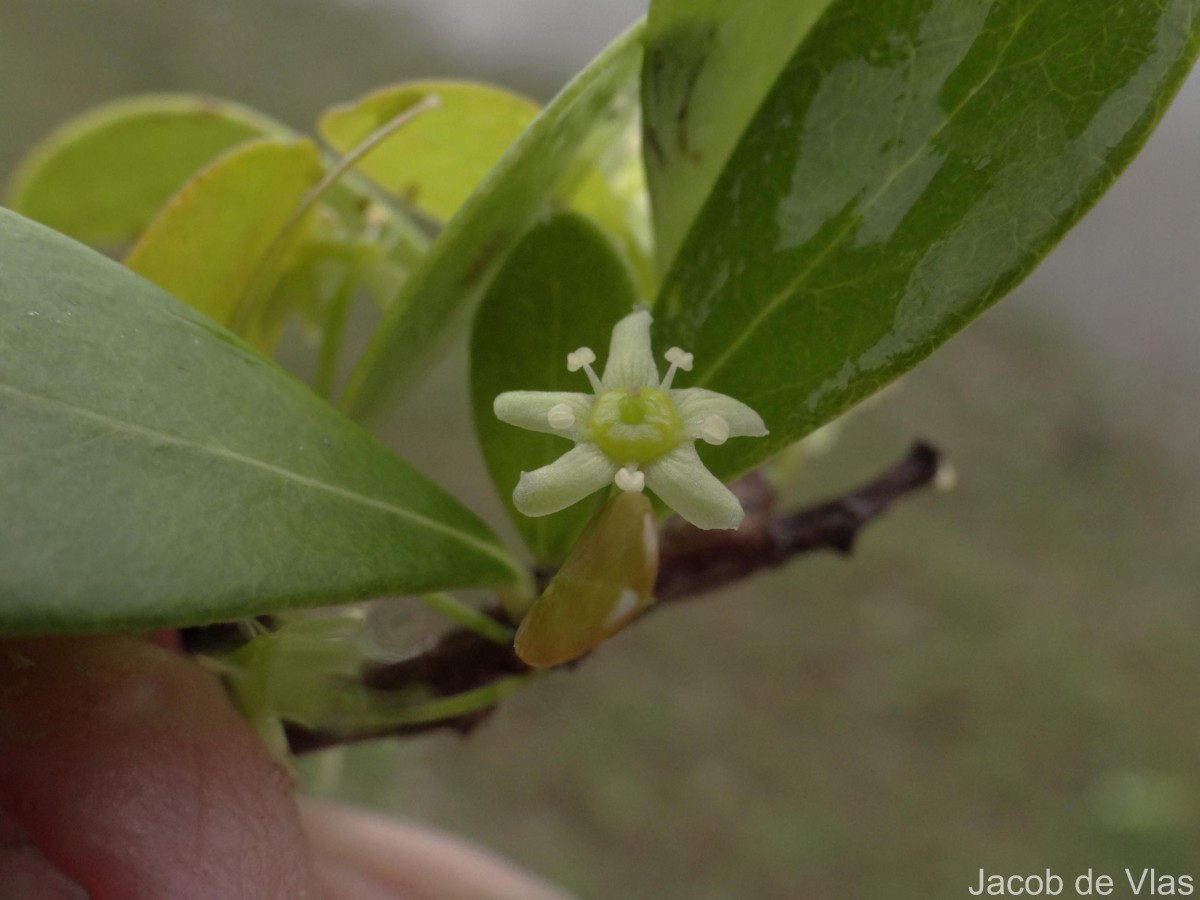 Gymnosporia emarginata (Willd.) Thwaites